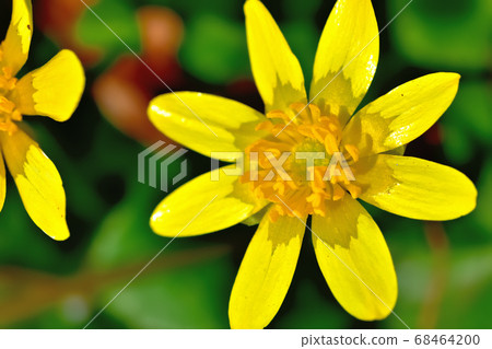 Yellow cute flower of Ryukinka blooming in spring 68464200