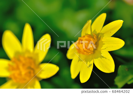 Yellow cute flower of Ryukinka blooming in spring 68464202