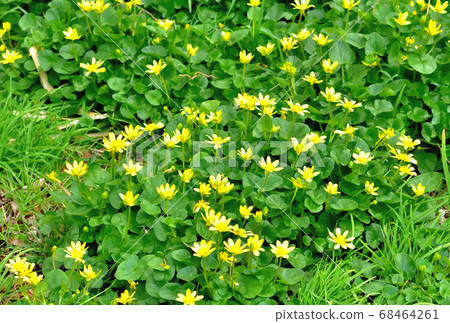 Yellow cute flower of Ryukinka blooming in spring Yellow cute flower of Ryukinka blooming in spring 68464261
