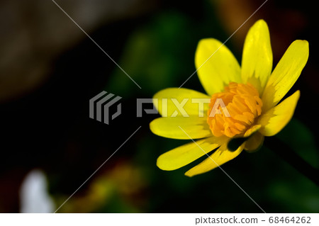 Yellow cute flower of Ryukinka blooming in spring Yellow cute flower of Ryukinka blooming in spring 68464262