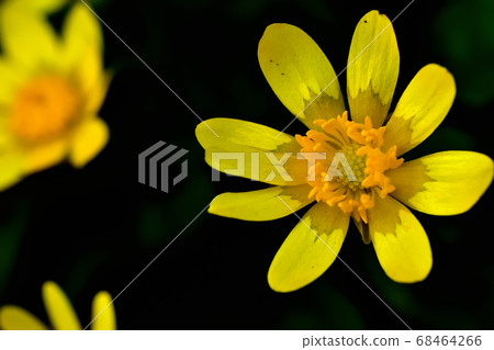 Yellow cute flower of Ryukinka blooming in spring Yellow cute flower of Ryukinka blooming in spring 68464266