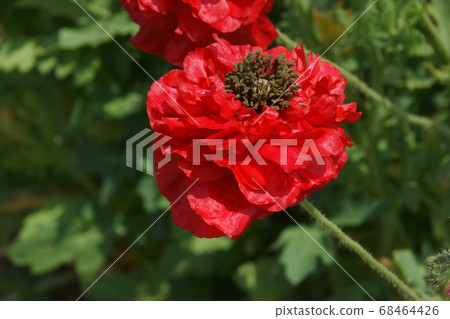 Iceland Poppy 68464426
