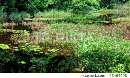 Fukushima Prefecture Yanohara Marshland 68464608