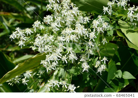 Sengenesou花 68465041