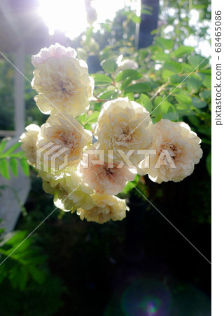 Foothill garden 68465086