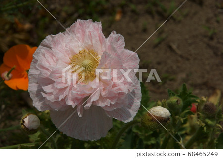 Iceland Poppy 68465249