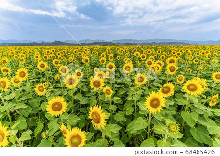 宮城縣山本町山本町的向日葵田（山本向日葵節） 68465426