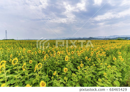 宮城縣山本町山本町的向日葵田（山本向日葵節） 68465429