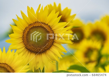Sunflower field in Yamamoto Town (Yamamoto Sunflower Festival) Yamamoto Town, Miyagi Prefecture 68465474