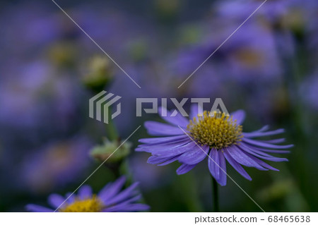 夏末落花：紫苑花 68465638