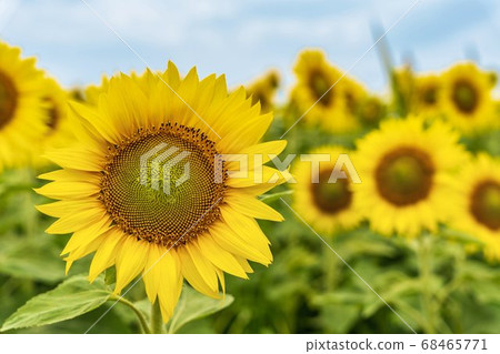 Sunflower field in Yamamoto Town (Yamamoto Sunflower Festival) Yamamoto Town, Miyagi Prefecture Sunflower field in Yamamoto Town (Yamamoto Sunflower Festival) Yamamoto Town, Miyagi Prefecture 68465771