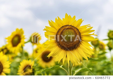 Sunflower field in Yamamoto Town (Yamamoto Sunflower Festival) Yamamoto Town, Miyagi Prefecture Sunflower field in Yamamoto Town (Yamamoto Sunflower Festival) Yamamoto Town, Miyagi Prefecture 68465772