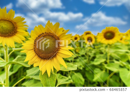 Sunflower field in Yamamoto Town (Yamamoto Sunflower Festival) Yamamoto Town, Miyagi Prefecture 68465857