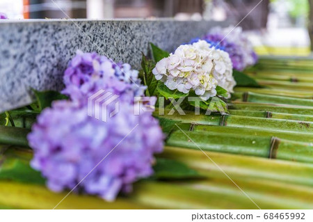 宮城縣岩沼市竹菊神社繡球花花球的竹水神社 68465992