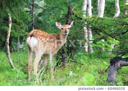 野生梅花鹿 68466038