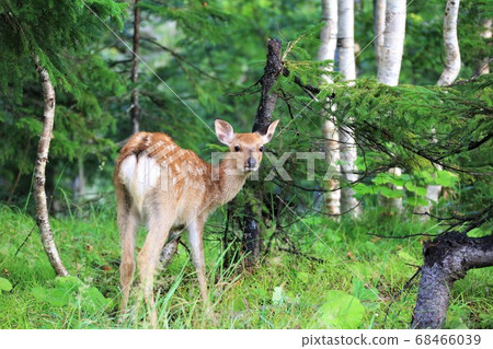 野生梅花鹿 68466039