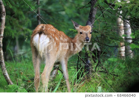 野生梅花鹿 68466040