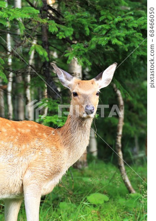 Wild sika deer 68466050