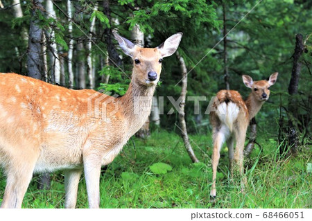 Wild sika deer Wild sika deer 68466051