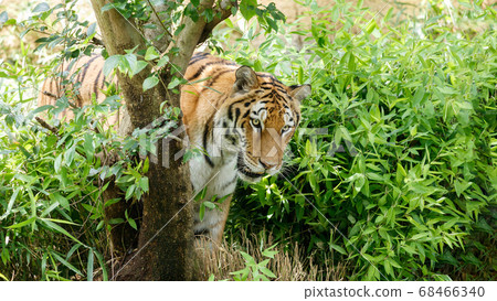 老虎躲在草叢中 老虎躲在草叢中 68466340