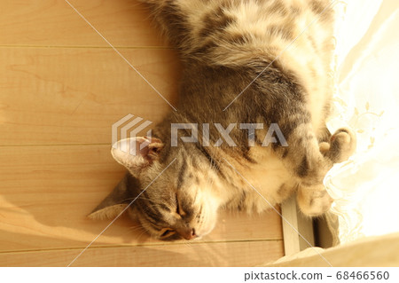貓美國短毛貓藍虎斑貓在陽光下舒適入睡 68466560