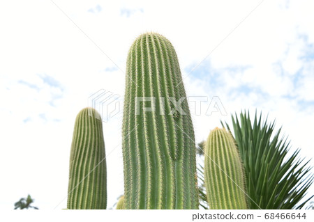 Pillar cactus Pillar cactus 68466644