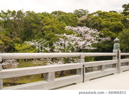 Spring cherry blossoms at Ise Jingu and Ujibashi Naiku 68466853