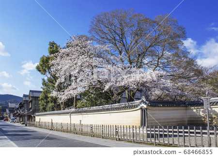 Oharai-cho approach road, cherry blossom-blowing Oharai-cho, Ise Shrine Naiku, Ise Shima Sightseeing Oharai-cho approach road, cherry blossom-blowing Oharai-cho, Ise Shrine Naiku, Ise Shima Sightseeing 68466855