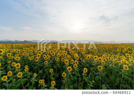 Yamamotocho at dusk Sunflower field (Yamamoto sunflower festival) Yamamotocho, Miyagi Prefecture 68466911