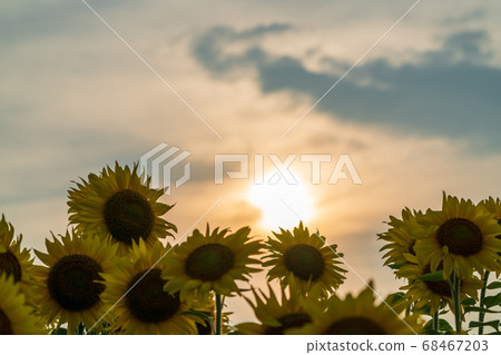 Yamamotocho at dusk Sunflower field (Yamamoto sunflower festival) Yamamotocho, Miyagi Prefecture 68467203