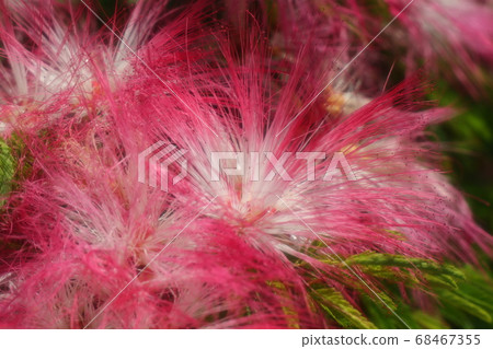 Early Summer: Tree Blossom: Tokiwanem: Taiyannemu: Yamadaike Park Early Summer: Tree Blossom: Tokiwanem: Taiyannemu: Yamadaike Park 68467355