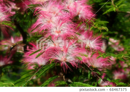 初夏:樹開花:Tokiwanem:Taiyannemu:Yamadaike公園 初夏:樹開花:Tokiwanem:Taiyannemu:Yamadaike公園 68467375