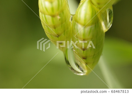 The drops on the kobansou (small coin grass) are refreshing. 68467813