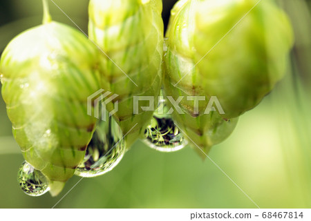The drops on the kobansou (small coin grass) are refreshing. 68467814
