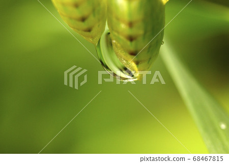 The drops on the kobansou (small coin grass) are refreshing. 68467815