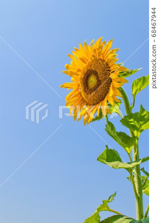 向日葵 68467944