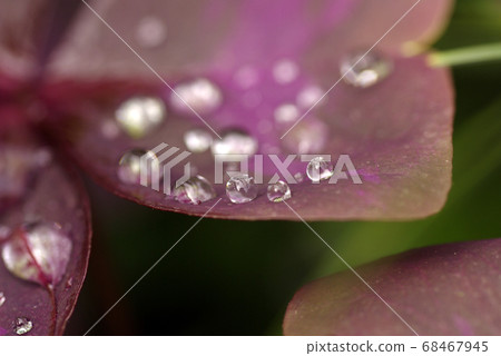 alis草上的水滴的光是美麗的 alis草上的水滴的光是美麗的 68467945