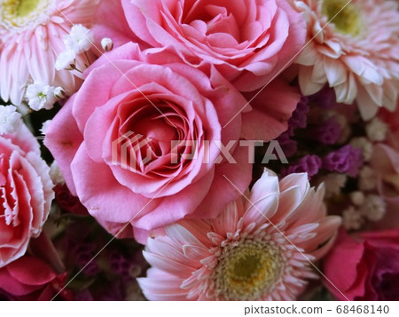 Rose Rose 68468140