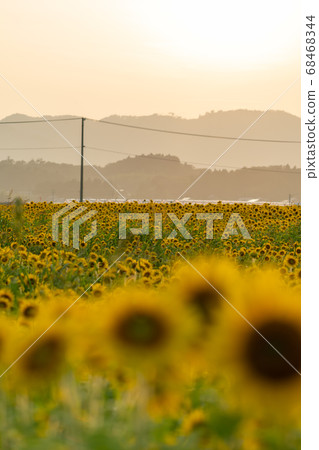 Yamamotocho at dusk Sunflower field (Yamamoto sunflower festival) Yamamotocho, Miyagi Prefecture 68468344