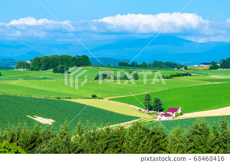 北海道美瑛町，紅頂山的夏日風景（新榮之岡全景） 68468416