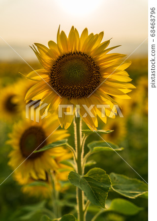 Yamamotocho at dusk Sunflower field (Yamamoto sunflower festival) Yamamotocho, Miyagi Prefecture 68468796
