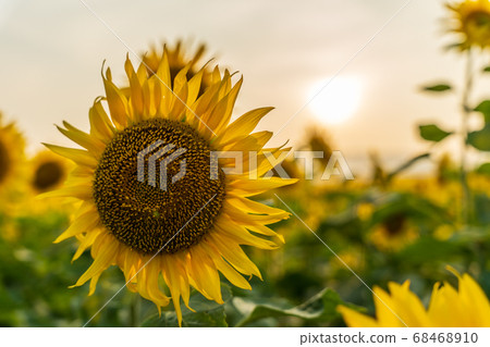Yamamotocho at dusk Sunflower field (Yamamoto sunflower festival) Yamamotocho, Miyagi Prefecture Yamamotocho at dusk Sunflower field (Yamamoto sunflower festival) Yamamotocho, Miyagi Prefecture 68468910