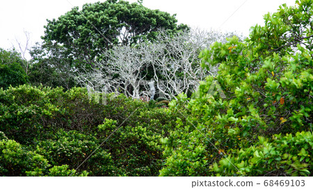 斯里蘭卡Lunugangga的白樹 68469103