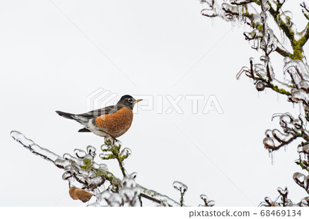 American robin bird on ice covered branch 68469134