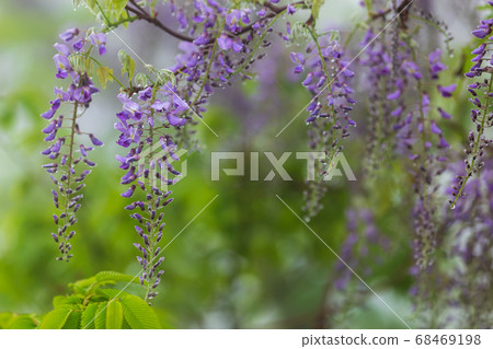 Wisteria flowers growing naturally in the mountains Wisteria flowers growing naturally in the mountains 68469198