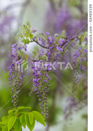 Wisteria flowers growing naturally in the mountains 68469199