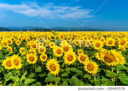 宮城縣山本町山本町的向日葵田（山本向日葵節） 68469539