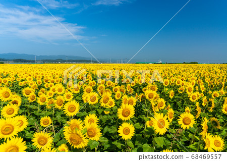 Sunflower field in Yamamoto Town (Yamamoto Sunflower Festival) Yamamoto Town, Miyagi Prefecture Sunflower field in Yamamoto Town (Yamamoto Sunflower Festival) Yamamoto Town, Miyagi Prefecture 68469557