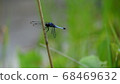 蜻蜓休息的翅膀 68469632