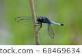 蜻蜓休息的翅膀（向上） 68469634